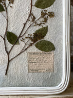 Pressed Botanical Framed Art