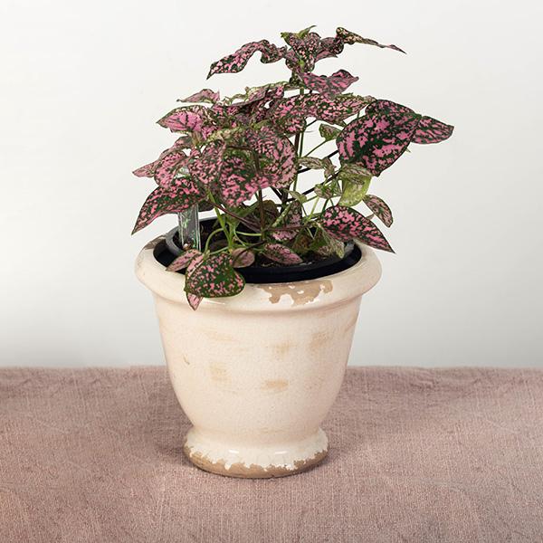 Floral Flower Pot
