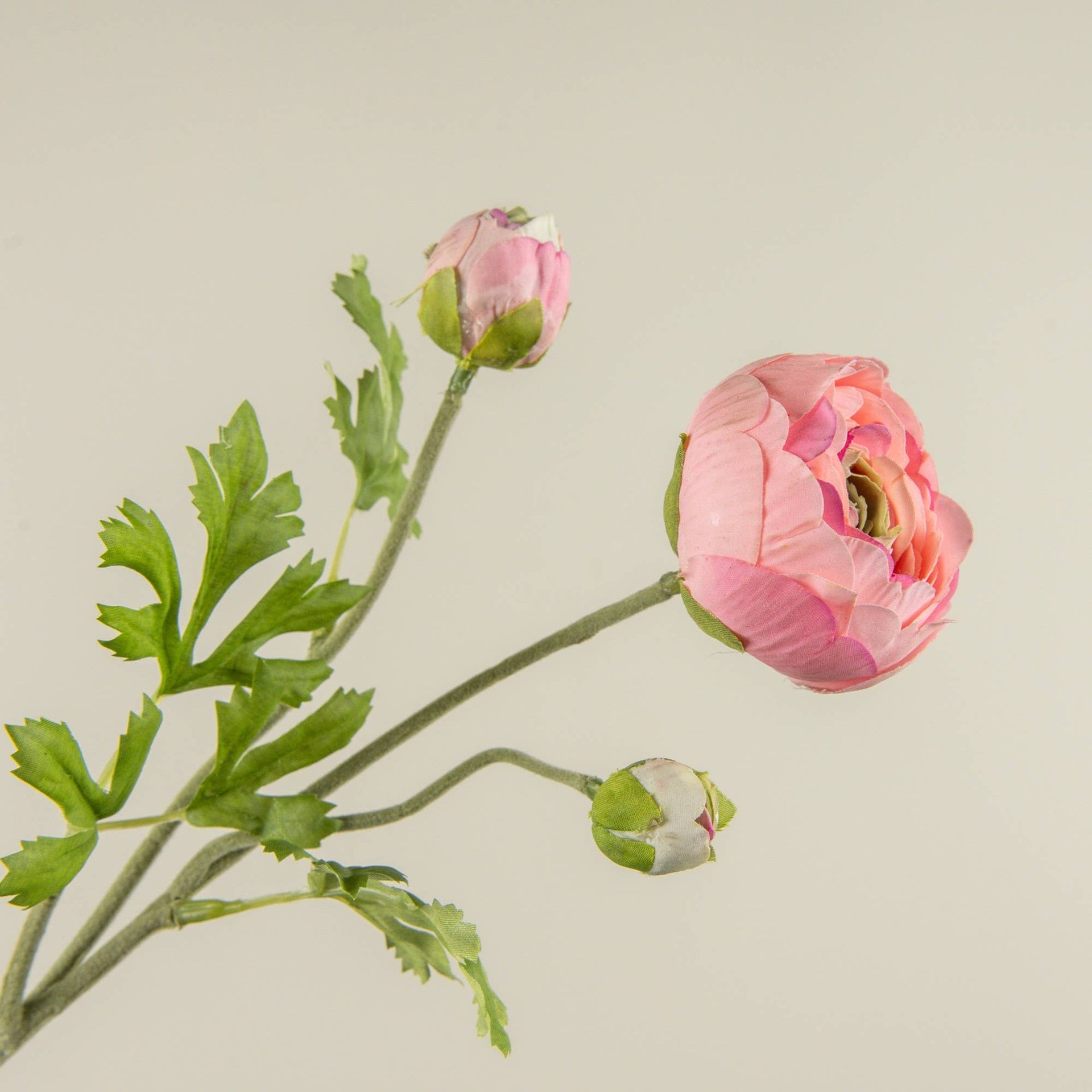 Pink Ranunculus Stem