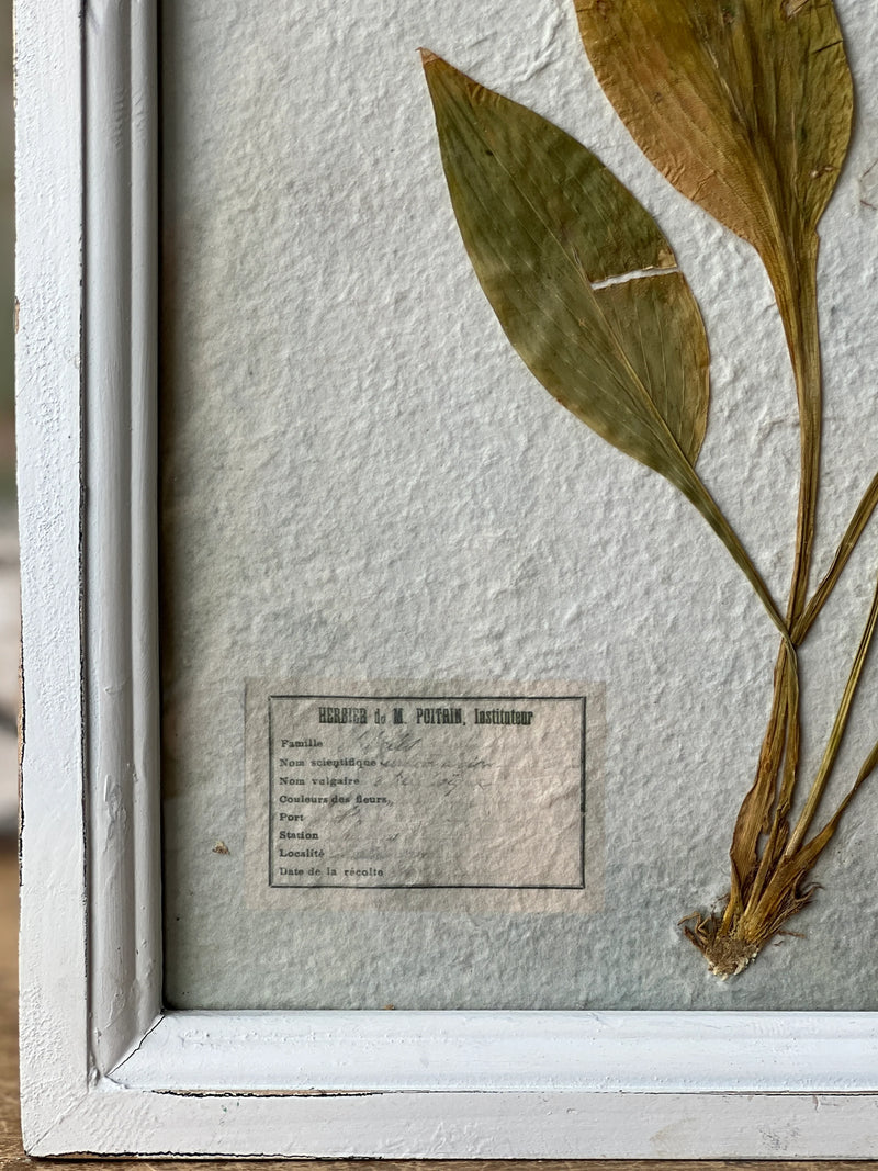 Arched Pressed Botanical Framed Art ll