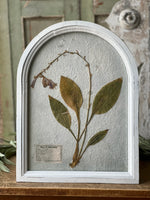 Arched Pressed Botanical Framed Art ll