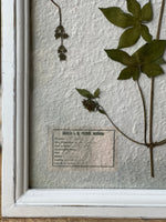 Arched Pressed Botanical Framed Art