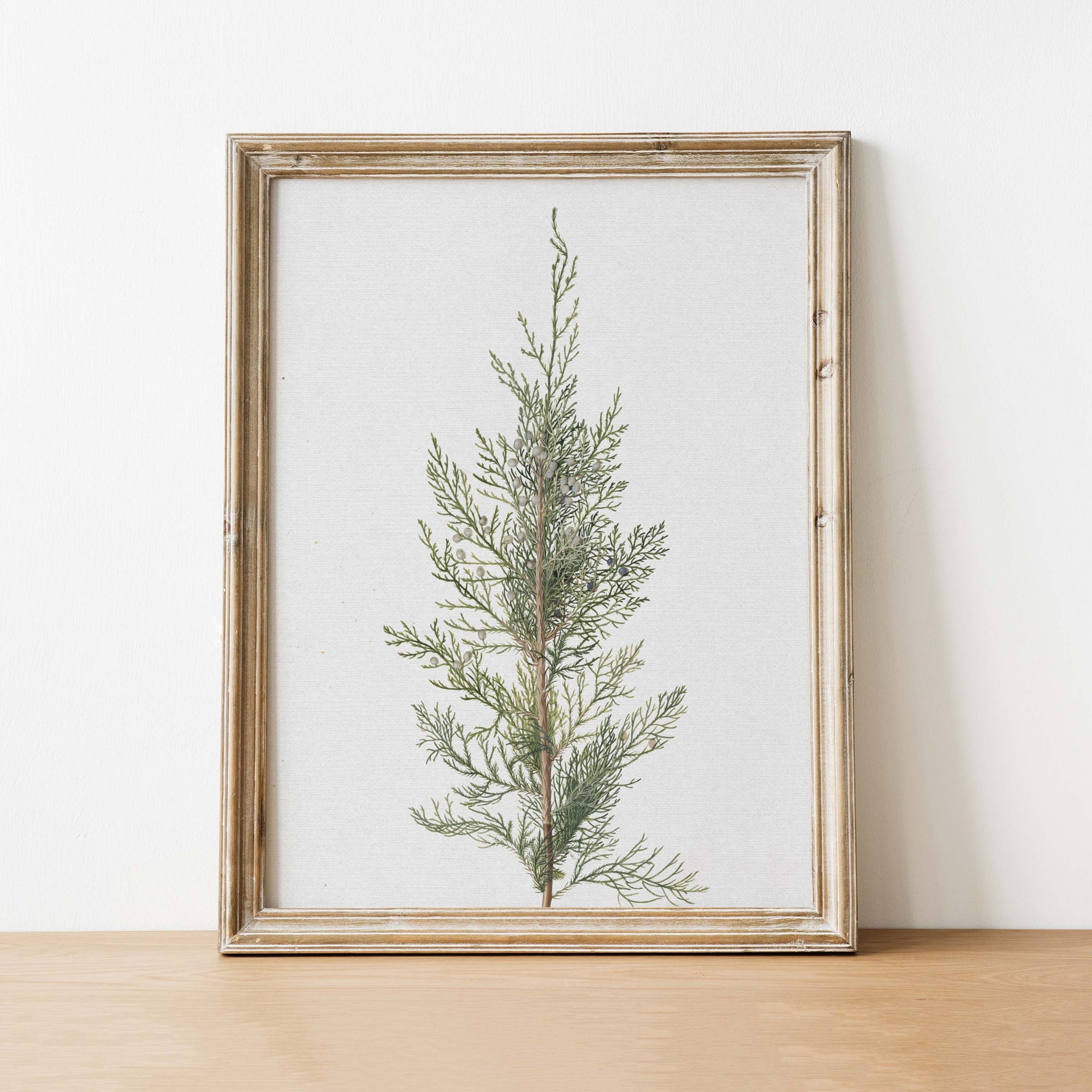Juniper Antique Art Print