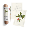 Mezereon Botanical Paint by Numbers Kit