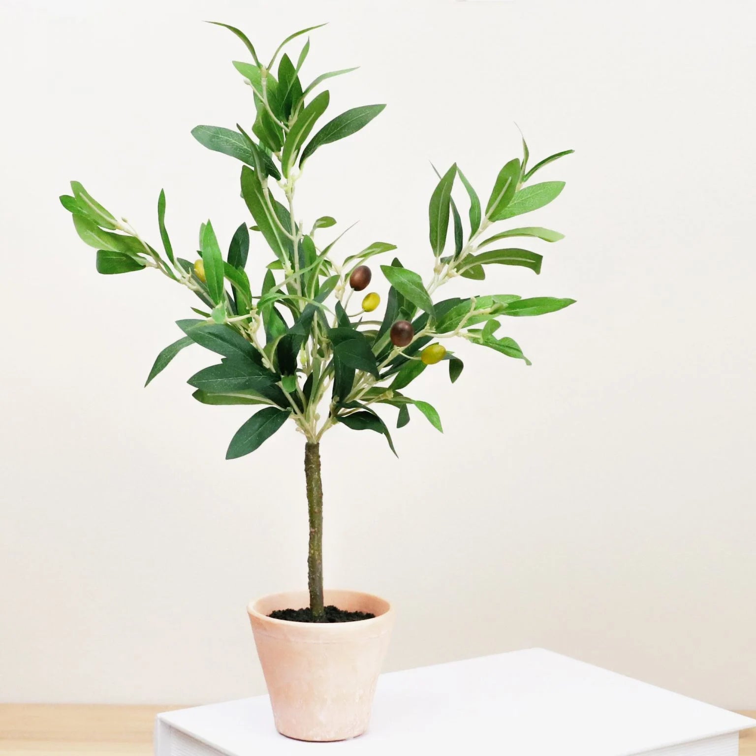 Small Olive tree