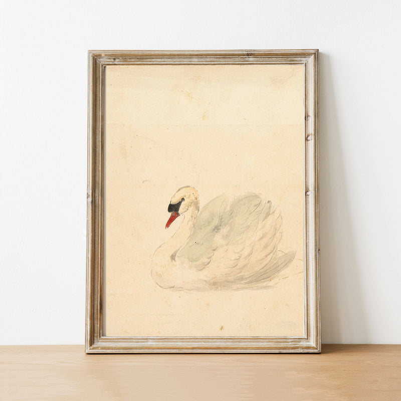 Swan ll Vintage Art Print