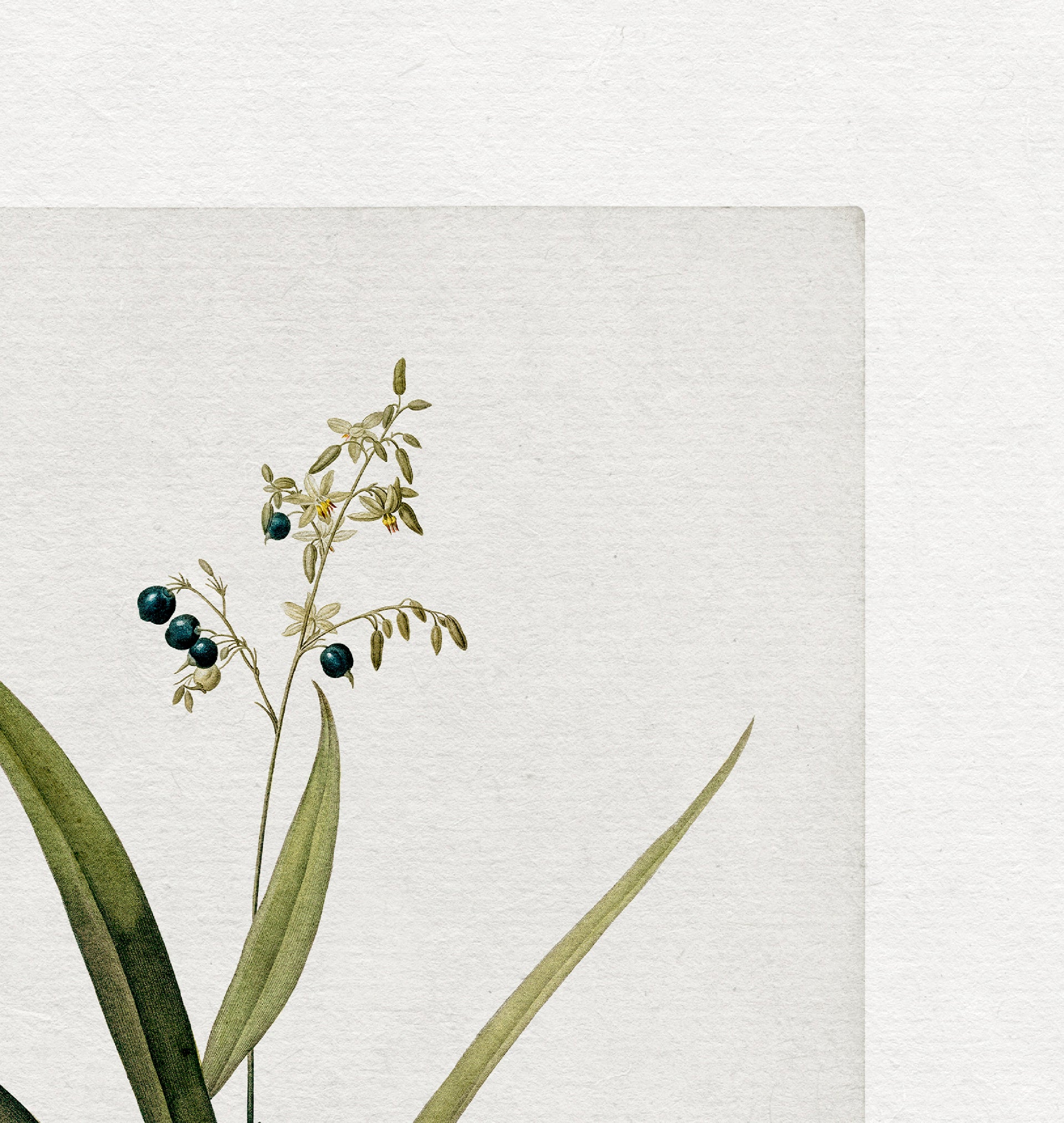 Botanical Vintage Art Print
