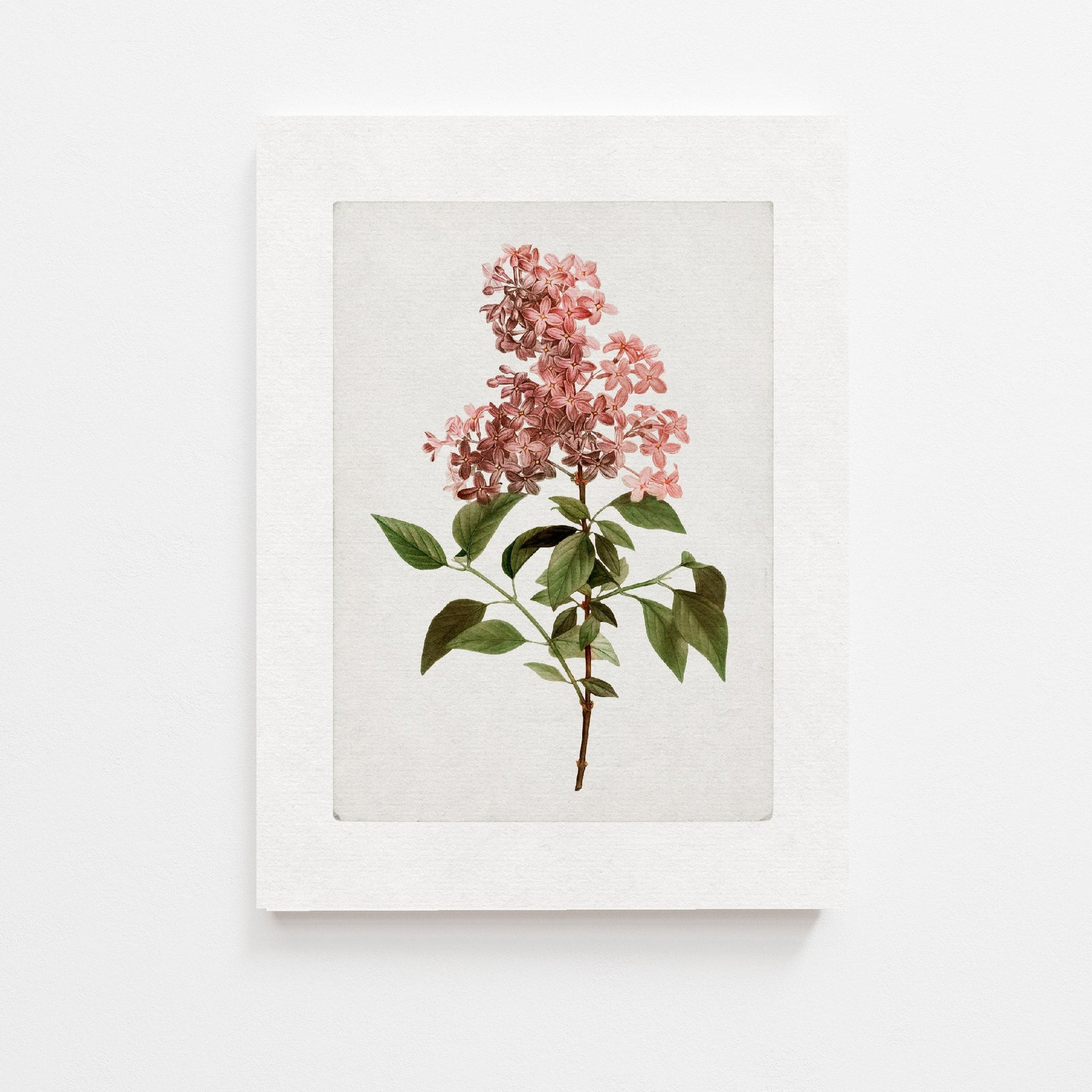 Lilac Vintage Art Print