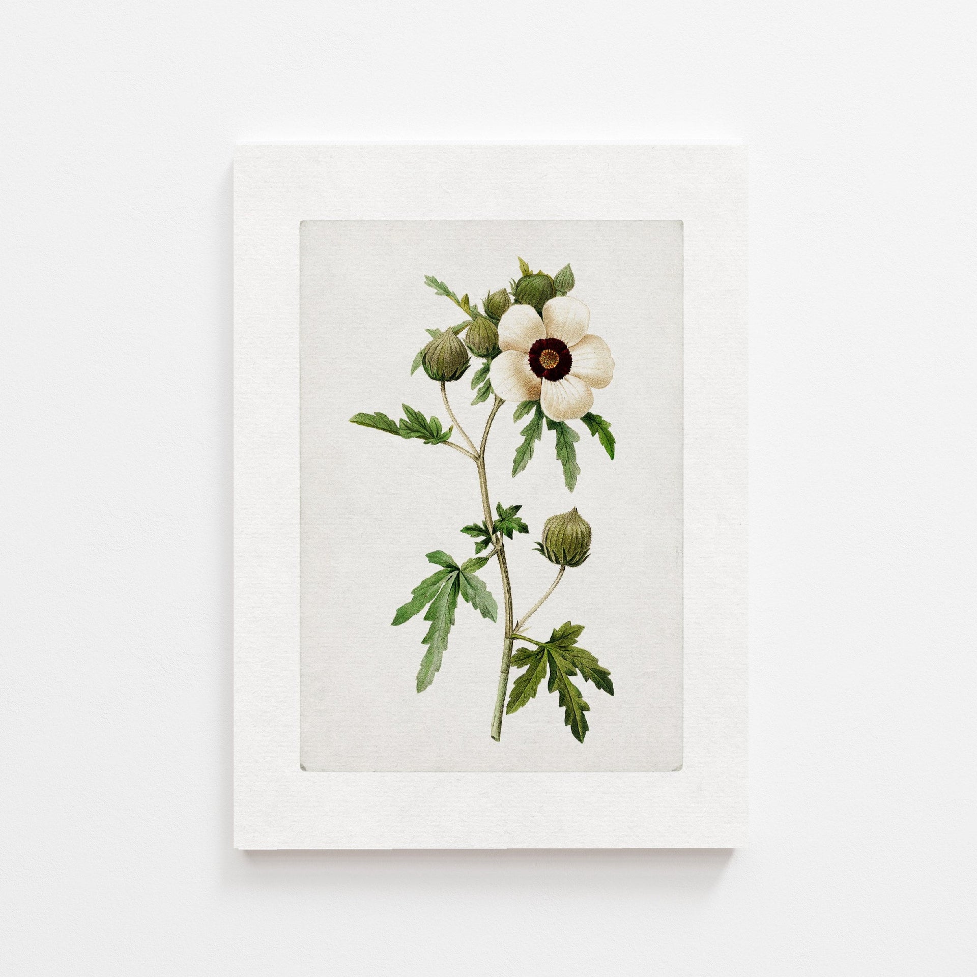 Anemone Vintage Art Print