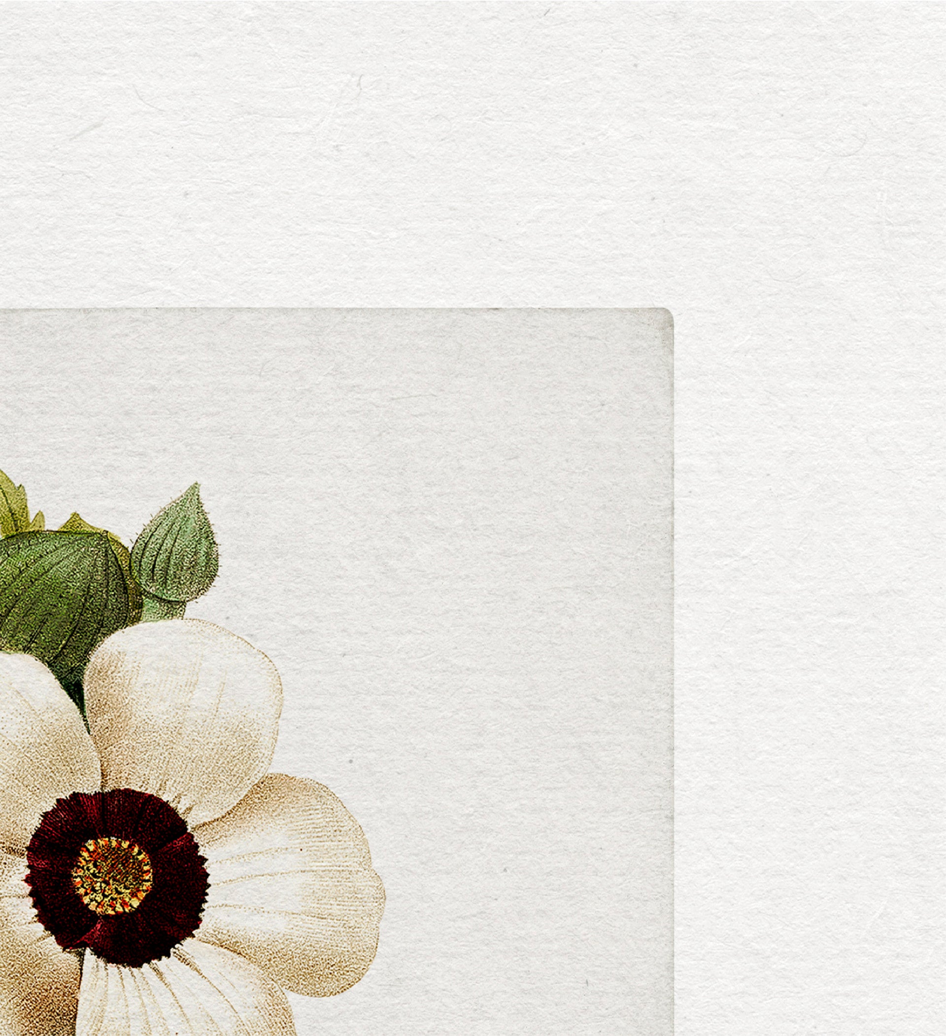 Anemone Vintage Art Print