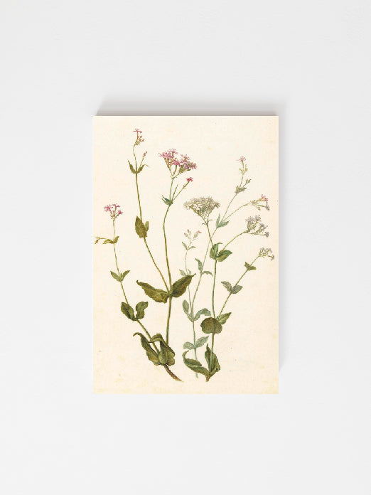 Wildflower Vintage Print