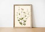 Wildflower Vintage Print