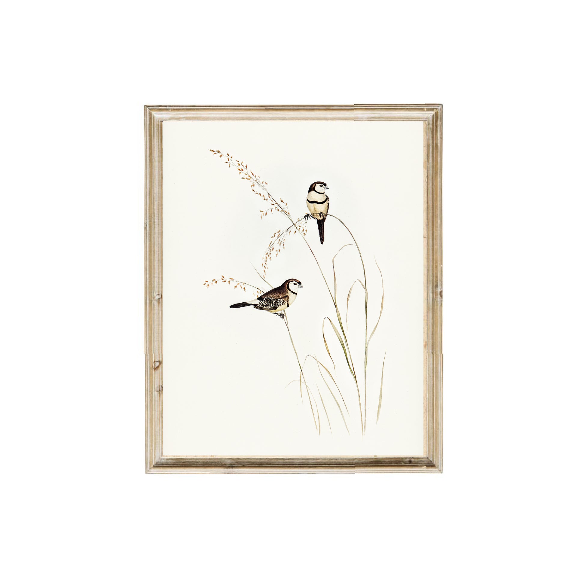Vintage art prints. Birds vintage art print. 