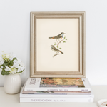 Birds Vintage Print