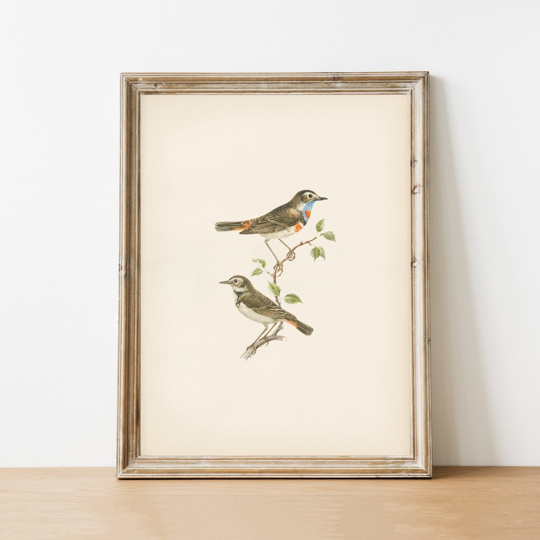 アート・デザイン・音楽 CLASSIC NATURAL HISTORY PRINTS BIRDS BirdsVintagePrint4.jpg?v=