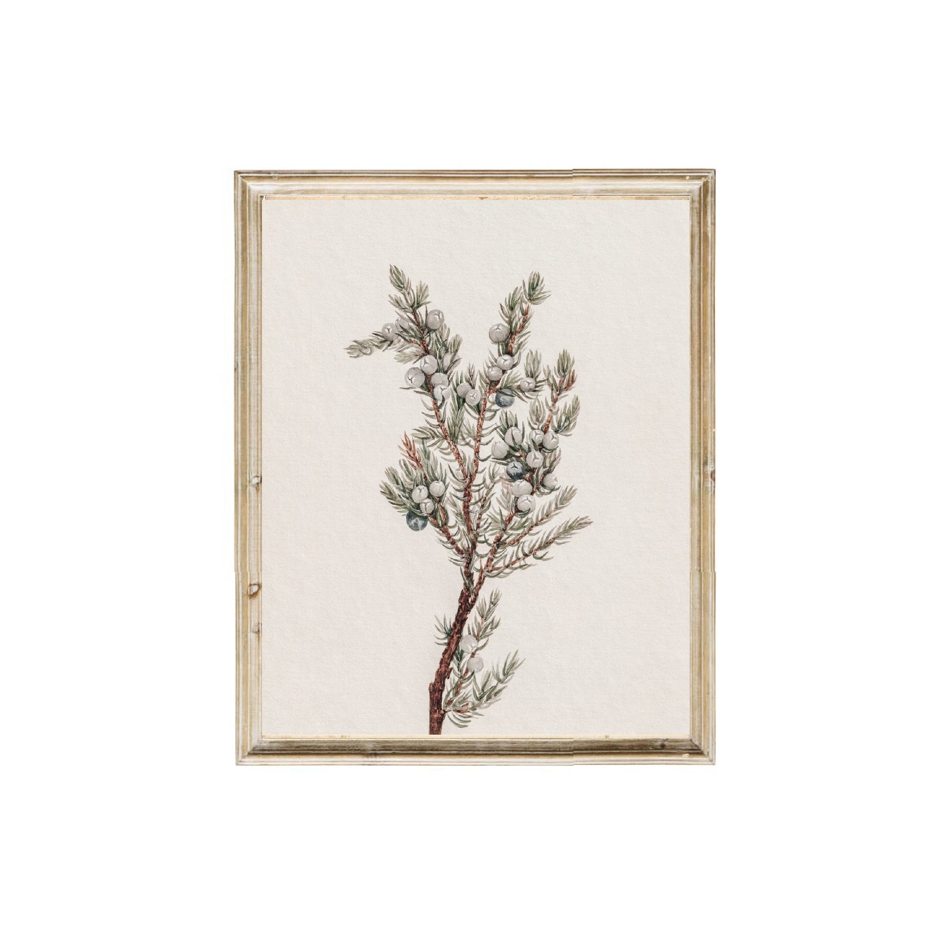 Winter Greenery Vintage Print