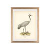Vintage crane animal art print